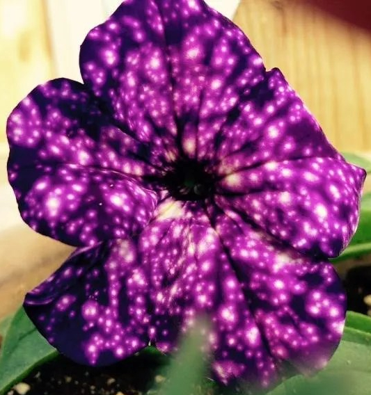 Night Sky Petunia
