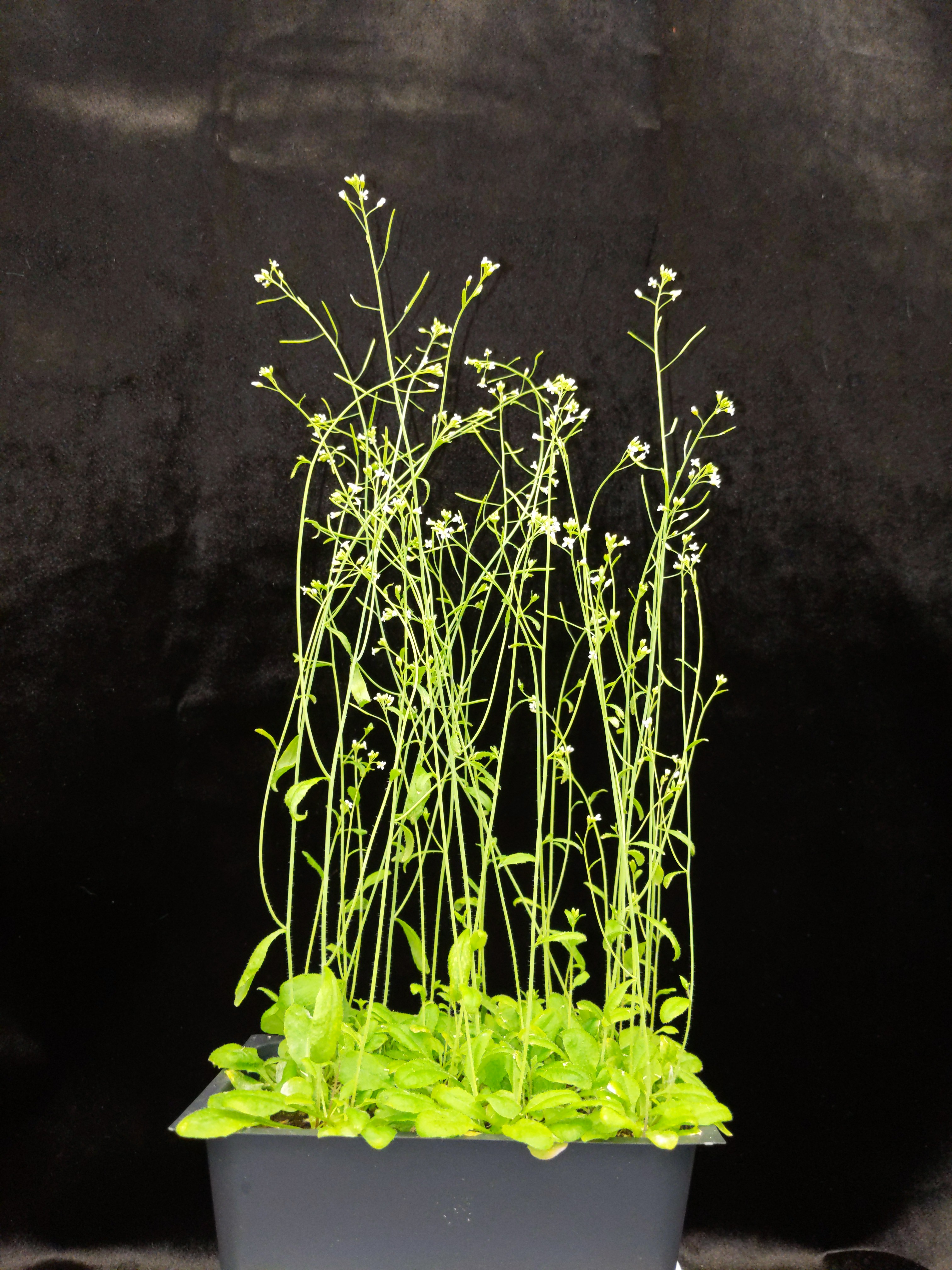 Plant Research