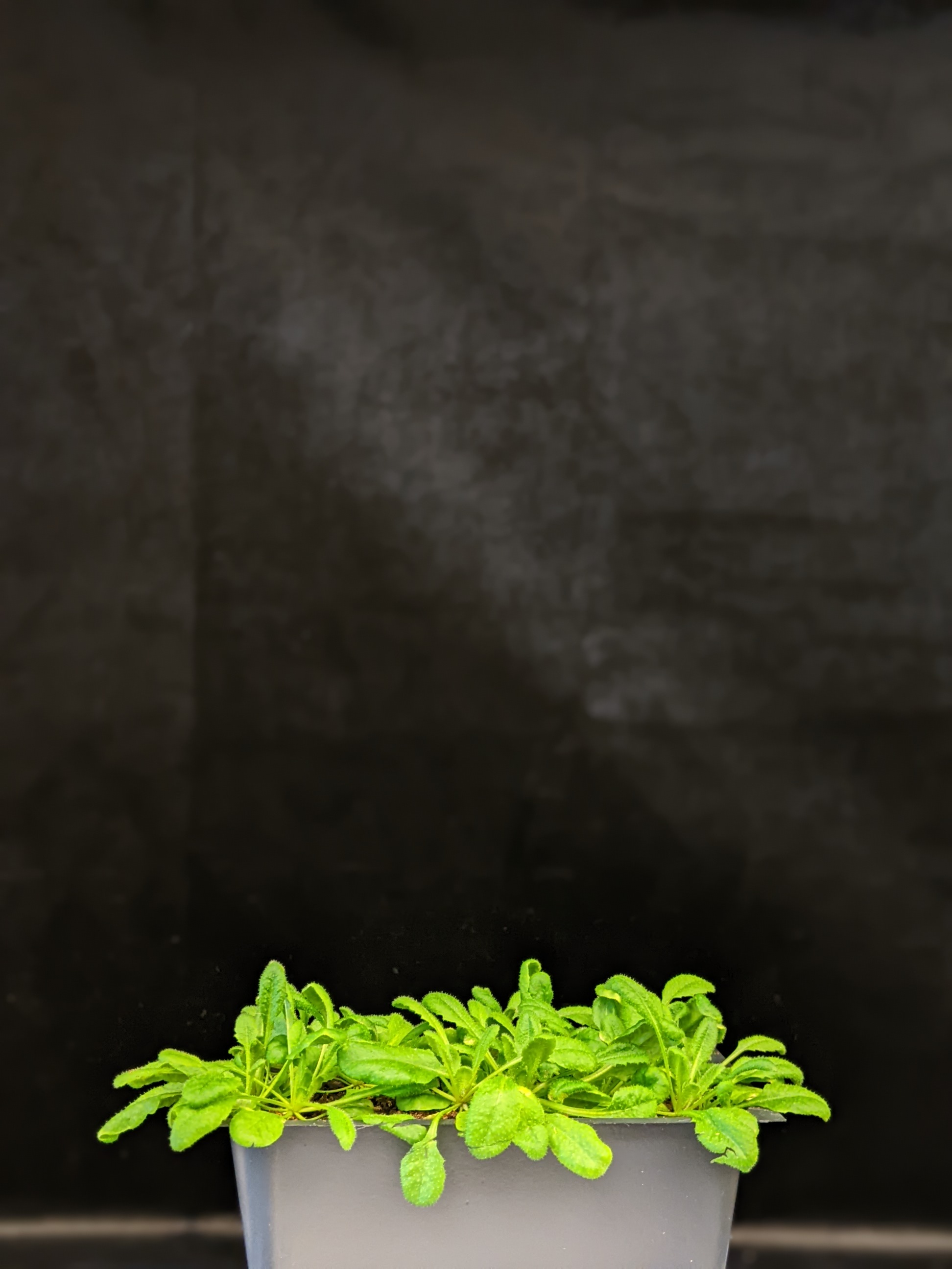 Plant Research